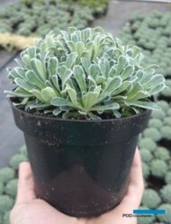 Saxifraga ICEQUEEN