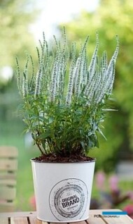 Veronica spicata ‘Snow Candles’