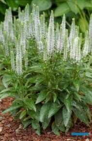 Veronica spicata ‘Snow Candles’