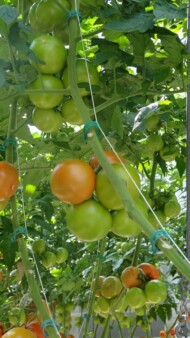 Pomidor Barteza F1
