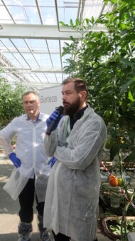 Paweł Kloc (Koppert, z prawej) oraz Wojciech Juńczyk (Cultilene) podczas spotkanie w szklarni Krzysztofa Zdunka
