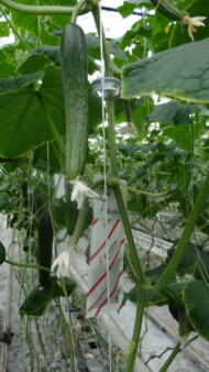 W uprawie prowadzona jest ochrona biologiczna (uprawa odmiany Haker F1)