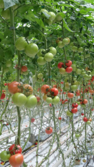 Pomidor malinowy Polorosa F1