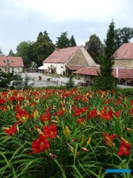 Hemerocallis_Genowefa_dziedziniec-Arboretum-w-Wojslawicach