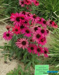 Kolekcja nowych odmian jeżówek (tu: 'Glowing Dream'_Arboretum Wojslawice