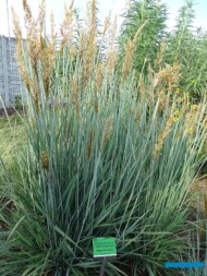Sorghastrum-nutans_Winnetou