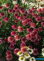 Echinacea ‘Delicious Candy’