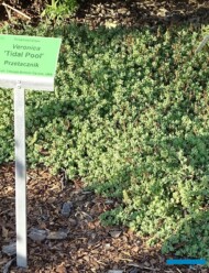 Veronica ‘Tidal Pool’ (która jest bardzo efektowna na wiosnę, w okresie kwitnienia