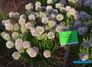 Allium ‘In Orbit’