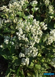 Parthenium integrifolium JS® 'Welldone'