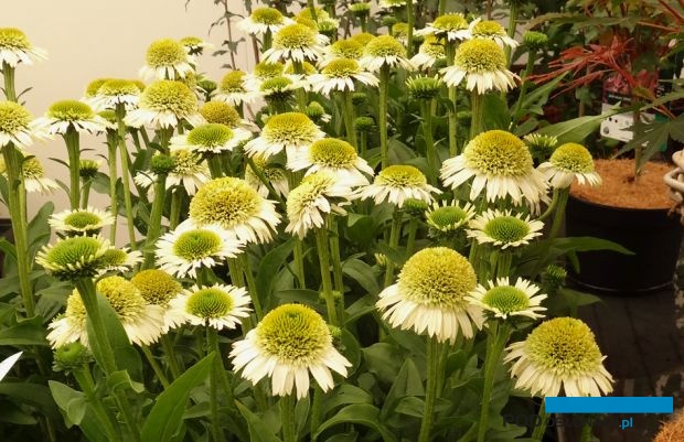 Echinacea Delicious Nugat - jedna z bylin zgłoszonych do tegorocznego Konkursu Roślin - Nowości, towarzyszącego wystawie "Zieleń to Życie", fot. A. Cecot
