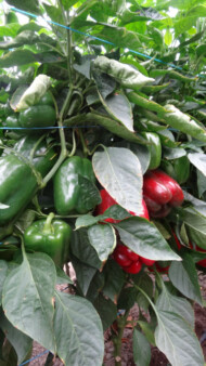 Papryka typu blok - Dragoney