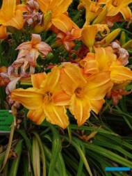 Hemerocallis 'Gabriela''_Arboretum Wojslawice