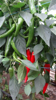 Papryka odmiany Shakira