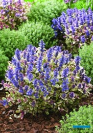 Ajuga tenorii PRINCESS NADIA_Konkurs Roślin - Nowości, towarzyszący wystawie "Zieleń to Życie 2018"