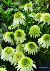 Konkurs Roślin - Nowości, towarzyszący wystawie "Zieleń to Życie 2018"_Echinacea ‘Delicious Nougat’