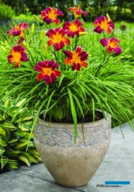 Konkurs Roślin - Nowości, towarzyszący wystawie "Zieleń to Życie 2018"_Hemerocallis EVERYDAYLILY RED RIBS