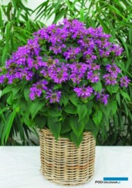 Konkurs Roślin - Nowości, towarzyszący wystawie "Zieleń to Życie 2018"_Monarda BEE PRETTY