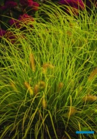 Konkurs Roślin - Nowości, towarzyszący wystawie "Zieleń to Życie 2018"_Pennisetum alopecuroides ‘Hameln Gold
