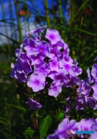 Konkurs Roślin - Nowości, towarzyszący wystawie "Zieleń to Życie 2018"_Phlox paniculata ‘Narwiański Wir