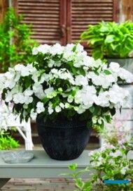 Hydrangea RUANWAY BRIDE SNOW WHITE