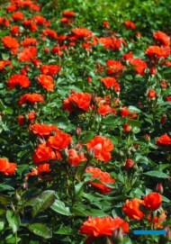 Rosa ANIA (MISS TANGO) ‘Wekaltlive