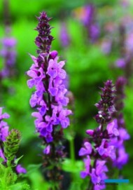 Salvia nemorosa ‘Rose Marvel’