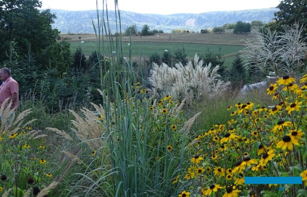 Tegoroczne spotkanie Międzynarodowego Towarzystwa Bylinowego - ISU Summer Days - odbyło się w Polsce (na fot. kolekcja przy szkółce Grochowscy, jednego ze zwiedzanych miejsc