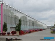 Vitroflora_szklarnia w Trzesaczu