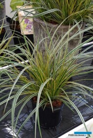 Carex morrowii 'Everglow' EVERCOLOR