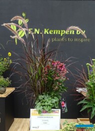 Jedna z kompozycji oferowanych pod nazwą Triple Beauty