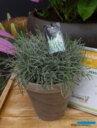 Ficinia ‘Ice Crystal’