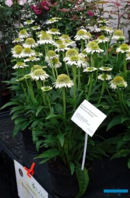 Echinacea DELICIOUS NOUGAT