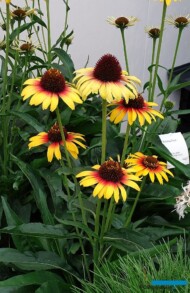 Echinacea ‘Parrot’