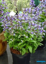 Nepeta NEPTUNE