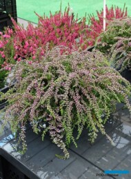 Calluna vulgaris ‘Rote-Janina’ (z grupy Gardengirls