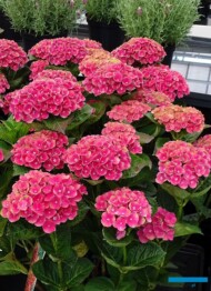 Hydrangea macrophylla MAGICAL RED AMETHYST