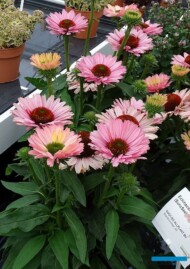 Echinacea SUNSEEKERS SALMON