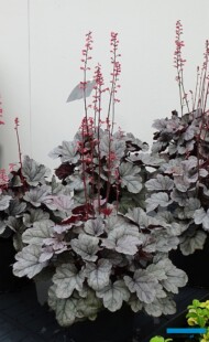 Heuchera ‘Silver Gumdrop
