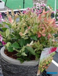 Vaccinium corymbosum FLAMINGO