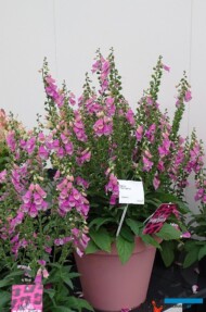 Digitalis ‘Pink Panther