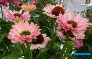 Echinacea_SunSeekers-Salmon