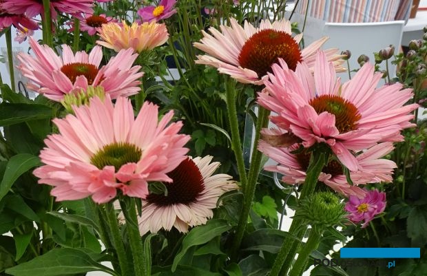 Echinacea_SunSeekers-Salmon