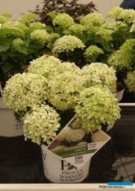 Hydrangea arborescens BELLARAGAZZA LIMETTA