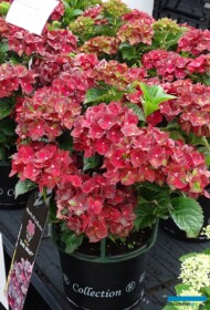 Hydrangea macrophylla ROCO BLACK KNIGHT