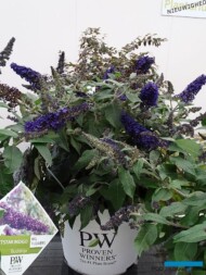 Buddleja davidii ROCKETSTAR INDIGO