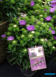 Stokesia laevis ‘Mini Mels’