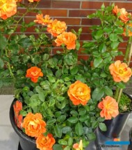 Rosa ANIA MISS TANGO