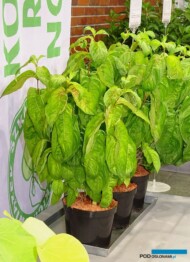 Weigela florida LIME MONSTER