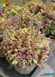 Ajuga tenorii PRINCESS NADIA